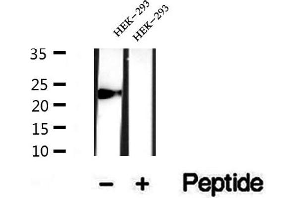 PPIC Antikörper  (Internal Region)