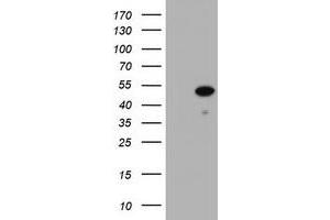 Image no. 1 for anti-Zinc Finger and SCAN Domain Containing 4 (ZSCAN4) (AA 164-433) antibody (ABIN1490996) (ZSCAN4 Antikörper  (AA 164-433))