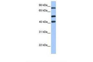Image no. 1 for anti-Host Cell Factor C2 (HCFC2) (AA 551-600) antibody (ABIN6737684) (HCFC2 Antikörper  (AA 551-600))