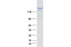 Western Blotting (WB) image for Large Proline-Rich Protein BAT3 (BAT3) (Transcript Variant 3) protein (Myc-DYKDDDDK Tag) (ABIN2715157)