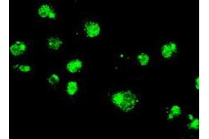 Image no. 6 for anti-Mitogen-Activated Protein Kinase 1 (MAPK1) antibody (ABIN1499289) (ERK2 Antikörper)