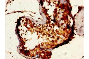 IHC image of ABIN7168493 diluted at 1:600 and staining in paraffin-embedded human testis tissue performed on a Leica BondTM system. (RUVBL1 Antikörper  (AA 101-400))