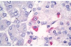 Anti-Somatostatin antibody IHC staining of human pancreas.