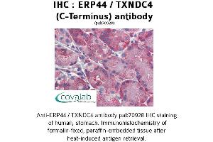 Image no. 1 for anti-Endoplasmic Reticulum Protein 44 (ERP44) (C-Term) antibody (ABIN1734140) (ERP44 Antikörper  (C-Term))