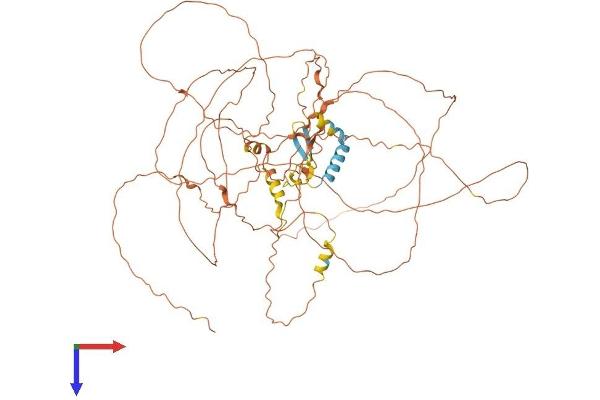 CCDC8 Protein (AA 1-685) (His tag)