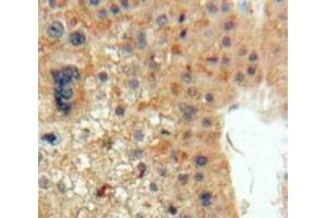 IHC-P analysis of Liver tissue, with DAB staining. (EPO Antikörper  (AA 28-193))