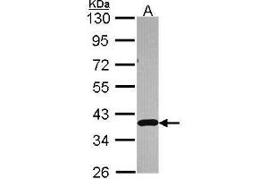 WB Image Sample (30 ug of whole cell lysate) A: A549 10% SDS PAGE antibody diluted at 1:3000 (APEX1 Antikörper  (N-Term))