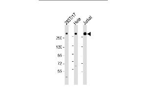 All lanes : Anti-IGF2R Antibody (C-Term) at 1:2000 dilution Lane 1: 293T/17 whole cell lysate Lane 2: Hela whole cell lysate Lane 3: Jurkat whole cell lysate Lysates/proteins at 20 μg per lane. (IGF2R Antikörper  (AA 2424-2458))