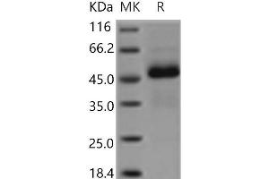Western Blotting (WB) image for Ectodysplasin A2 Receptor (EDA2R) protein (Fc Tag) (ABIN7321195) (Ectodysplasin A2 Receptor Protein (EDA2R) (Fc Tag))