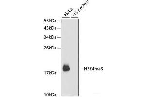 Western blot analysis of extracts of various cell lines using TriMethyl-Histone H3-K4 Polyclonal Antibody. (Histone 3 Antikörper  (3meLys4))