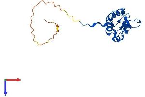 MRPL50 Protein (AA 1-158) (His tag)
