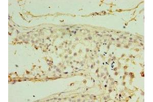 Immunohistochemistry of paraffin-embedded human testis tissue using ABIN7167041 at dilution of 1:100 (RDM1 Antikörper  (AA 125-284))