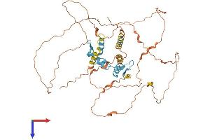 KLF11 Protein (AA 1-502) (His tag)
