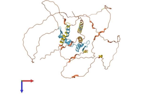 KLF11 Protein (AA 1-502) (His tag)