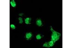 Anti-MAGEB18 mouse monoclonal antibody (ABIN2454278) immunofluorescent staining of COS7 cells transiently transfected by pCMV6-ENTRY MAGEB18 (RC206329). (MAGEB18 Antikörper)