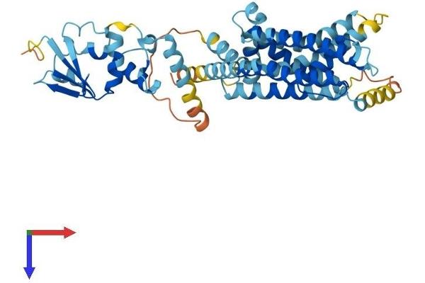 KCNG3 Protein (AA 1-436) (His tag)