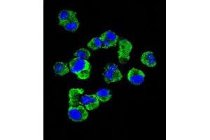 Confocal immunofluorescent analysis of C Antibody (C-term) (Ascites) ABIN1539995 with  cell followed by Alexa Fluor® 488-conjugated goat anti-mouse lgG (green). (Syndecan 1 Antikörper  (C-Term))