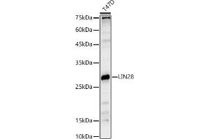 Western blot analysis of extracts of T47D cells, using LIN28 antibody (ABIN6131864, ABIN6143238, ABIN6143239 and ABIN6221674) at 1:1000 dilution. (LIN28A Antikörper  (AA 142-209))