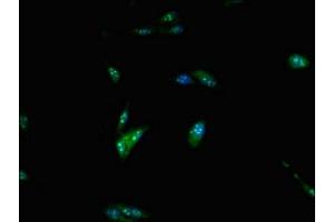 Immunofluorescent analysis of Hela cells using ABIN7150239 at dilution of 1:100 and Alexa Fluor 488-congugated AffiniPure Goat Anti-Rabbit IgG(H+L) (POLE Antikörper  (Catalytic Subunit A))