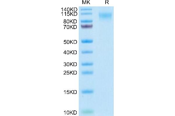 MERTK Protein (AA 21-505) (His tag)