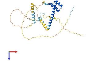 Lbx1 Protein (AA 1-282) (His tag)