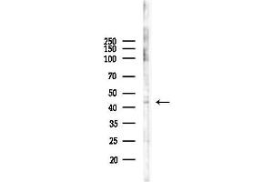 anti-E2F Transcription Factor 4, P107/p130-Binding (E2F4) antibody