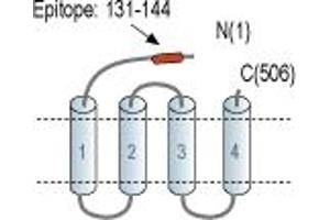Representative domain view of the target of ABIN7043650.