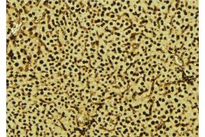 ABIN6277573 at 1/100 staining Mouse liver tissue by IHC-P. (NDUFA13 Antikörper  (N-Term))