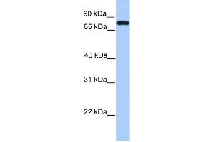 WB Suggested Anti-C2 Antibody Titration:  0.