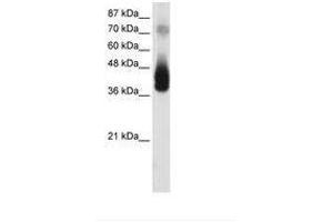 Image no. 1 for anti-Jun B Proto-Oncogene (JUNB) (AA 241-290) antibody (ABIN202297) (JunB Antikörper  (AA 241-290))