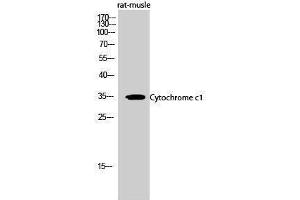 Western Blotting (WB) image for anti-Cytochrome C1 (CYC1) (Internal Region) antibody (ABIN3174690) (Cytochrome C1 Antikörper  (Internal Region))