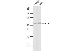 Lane 1: mouse embryo lysates Lane 2: mouse brain lysates probed with PLGF Polyclonal Antibody, Unconjugated  at 1:500 dilution and 4˚C overnight incubation.