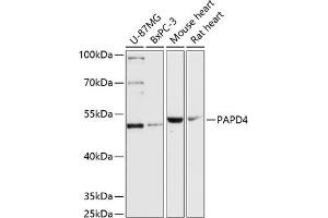 Western blot analysis of extracts of various cell lines, using P antibody (ABIN6132457, ABIN6145211, ABIN6145212 and ABIN6217164) at 1:3000 dilution. (PAPD4 Antikörper  (AA 1-300))
