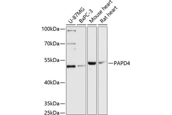 PAPD4 Antikörper  (AA 1-300)