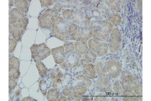 Immunoperoxidase of monoclonal antibody to HYOU1 on formalin-fixed paraffin-embedded human salivary gland. (HYOU1 Antikörper  (AA 901-999))