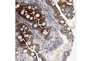 Immunohistochemical staining of human duodenum with FAM155A polyclonal antibody  shows strong granular cytoplasmic positivity in glandular cells. (FAM155A Antikörper)