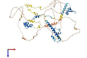 RAD21 Protein (AA 1-635) (His tag)