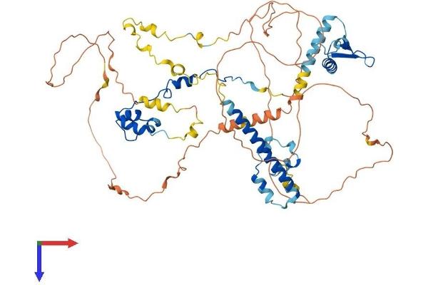 RAD21 Protein (AA 1-635) (His tag)