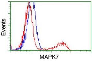 HEK293T cells transfected with either RC203506 overexpress plasmid (Red) or empty vector control plasmid (Blue) were immunostained by anti-MAPK7 antibody (ABIN2454051), and then analyzed by flow cytometry. (MAPK7 Antikörper)