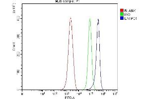 Flow Cytometry analysis of ANA-1 cells using anti-CD39/Entpd1 antibody (ABIN7601581). (CD39 Antikörper  (AA 39-475))