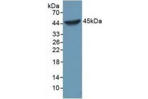 Western Blotting (WB) image for Caspase 1 (CASP1) ELISA Kit (ABIN6574284)
