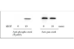 Western blot analysis of extracts from 100 ng/mL hEGF treated A431 cells. (STAT4 ELISA Kit)