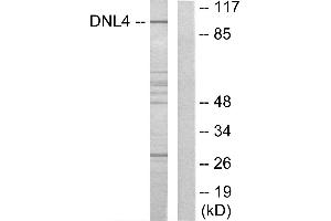Western blot analysis of extracts from Jurkat cells, using DNL4 antibody. (LIG4 Antikörper)
