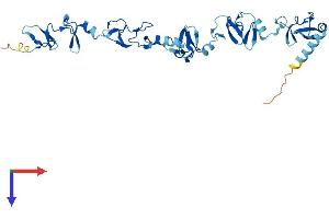 LIMS2 Protein (AA 1-341) (His tag)
