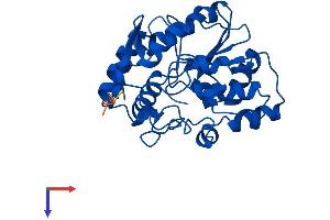 SULT1A3 Protein (AA 1-295) (His tag)