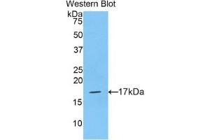 Detection of Recombinant HIST2H3A, Human using Polyclonal Antibody to Histone Cluster 2, H3a (HIST2H3A)