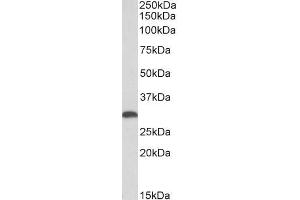 ABIN5539836 (0. (HMOX1 Antikörper  (AA 242-256))