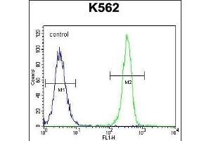 SMTNL1 Antibody (Center) (ABIN655427 and ABIN2844964) flow cytometric analysis of K562 cells (right histogram) compared to a negative control cell (left histogram).