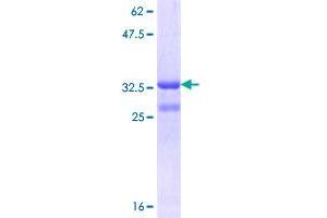 SLC1A4 Protein (AA 140-216) (GST tag)