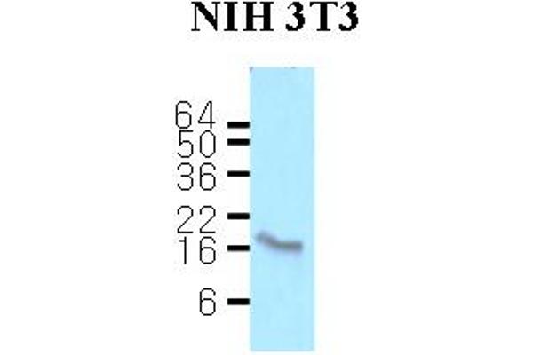 Calmodulin 2 Antikörper  (AA 1-149)